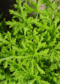 Pelargonium citrosum 'Van Leeni'